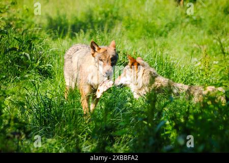 loup gris dans l'herbe verte Banque D'Images