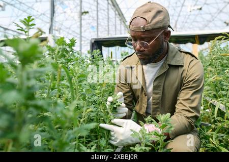 Portrait d'un jeune homme afro-américain inspectant des plantes vertes dans une plantation de jardin de verre, espace de copie Banque D'Images