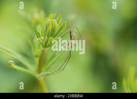 Araignée tendue commune mâle (Tetragnatha extensa) à Rye Meads, Herts Banque D'Images