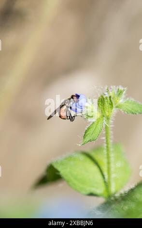 Vue de côté d'un Hoverfly à cuisse (Tropidia scita) qui montre clairement l'encoche de la cuisse sur la patte arrière qui est distinctive pour cette espèce Banque D'Images