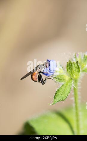 Vue de côté d'un Hoverfly à cuisse (Tropidia scita) qui montre clairement l'encoche de la cuisse sur la patte arrière qui est distinctive pour cette espèce Banque D'Images