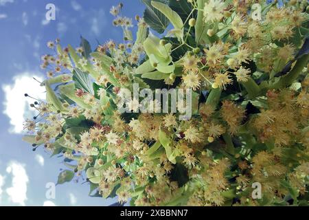 Fleurs de linden grappes tilia cordata, citron vert à petites feuilles, floraison de tilleul. Pharmacie, apothicaire, médecine naturelle, tisane cicatrisante, Ar Banque D'Images