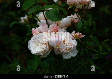 Gros plan de la fleur rose pâle de la rose arbuste de jardin anglais à floraison estivale rosa emily bronte. Banque D'Images