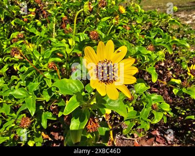 Helianthus debilis, une espèce de tournesol également connue sous le nom de tournesol de plage et tournesol de concombre, dans un champ de feuilles vertes et de bourgeons floraux. -01 Banque D'Images