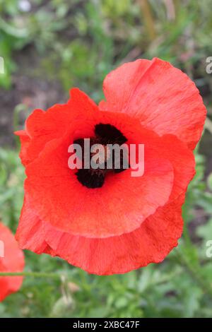 Les coquelicots sauvages fleurissent dans un champ près de Selby North Yorkshire UK un soir de début d'été Banque D'Images