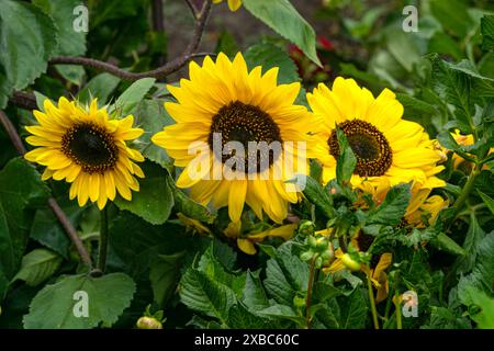 Fleurs de tournesol ornementales poussant dans un jardin Banque D'Images
