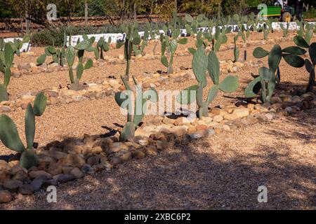 Jeunes plants de cactus de poire Prickly en rangées sur un champ agricole. Banque D'Images