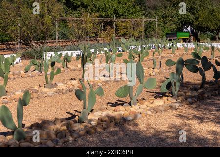 Agriculture biologique de la barbarie à petite échelle dans une zone aride. Plantes plantées en rangées. Banque D'Images