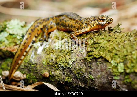 Triton des Carpates (Lissotriton montandonii) dans un étang de la région de Nizna Revuca, Liptov, Slovaquie Banque D'Images