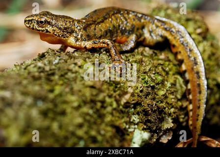 Triton des Carpates (Lissotriton montandonii) dans un étang de la région de Nizna Revuca, Liptov, Slovaquie Banque D'Images