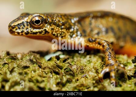 Triton des Carpates (Lissotriton montandonii) dans un étang de la région de Nizna Revuca, Liptov, Slovaquie Banque D'Images