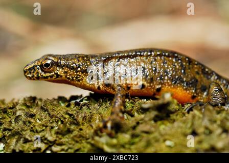 Triton des Carpates (Lissotriton montandonii) dans un étang de la région de Nizna Revuca, Liptov, Slovaquie Banque D'Images