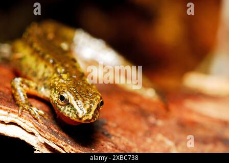 Triton des Carpates (Lissotriton montandonii) dans un étang de la région de Nizna Revuca, Liptov, Slovaquie Banque D'Images