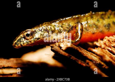 Triton des Carpates (Lissotriton montandonii) dans un étang de la région de Nizna Revuca, Liptov, Slovaquie Banque D'Images