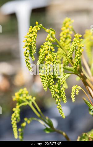Gros plan d'une goutte d'or (ombilicus oppositifolius) plante en fleur Banque D'Images