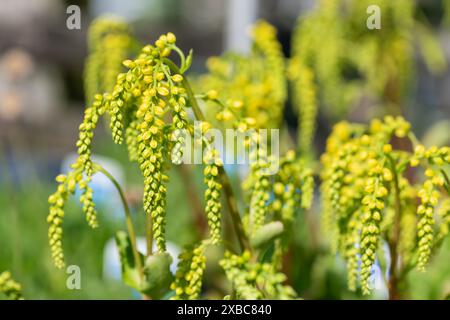 Gros plan d'une goutte d'or (ombilicus oppositifolius) plante en fleur Banque D'Images