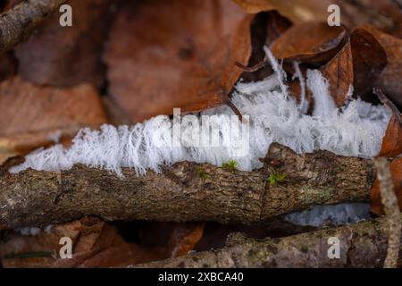 Riz pileux sur bois mort, gros plan, Dillendorf, Rhénanie-Palatinat, Allemagne Banque D'Images