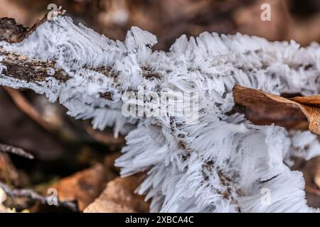 Riz pileux sur bois mort, gros plan, Dillendorf, Rhénanie-Palatinat, Allemagne Banque D'Images