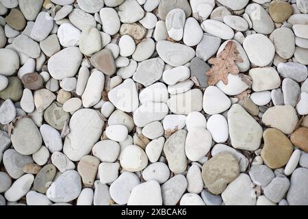 Pierres lisses et cailloux dans différentes nuances de gris, blanc et beige avec une seule feuille brune parmi eux, image de fond Banque D'Images