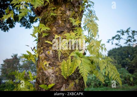 Épiphytes vertes poussant sur des troncs d'arbres dans la forêt tropicale humide. Banque D'Images