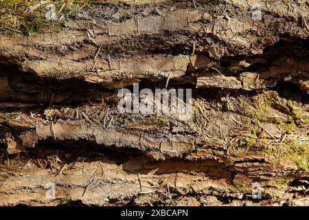 Gros plan de l'écorce d'arbre montrant une surface rugueuse, texturée et détaillée avec des taches de mousse, image de fond Banque D'Images