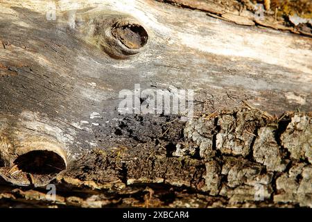 Gros plan d'une bûche d'arbre montrant la texture détaillée du bois et des motifs naturels dans des teintes brunes et grises, image de fond Banque D'Images