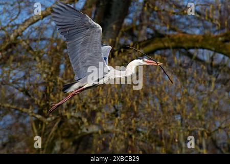 Héron gris (Ardea cinerea) en vol avec une branche comme matériau de nidification dans son bec, Schleswig-Holstein, Allemagne Banque D'Images