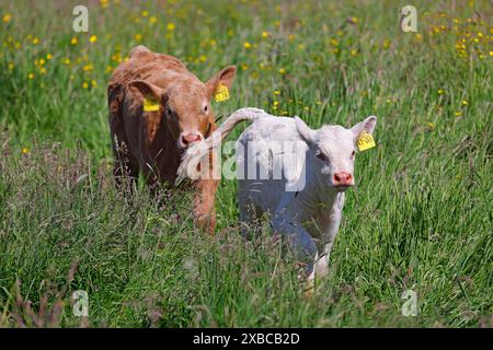 Bovins charolais (Bos primigenius taurus), veaux avec des marques auriculaires traversant les hautes prairies, bébés animaux, Wedeler Elbmarsch, Wedel Banque D'Images