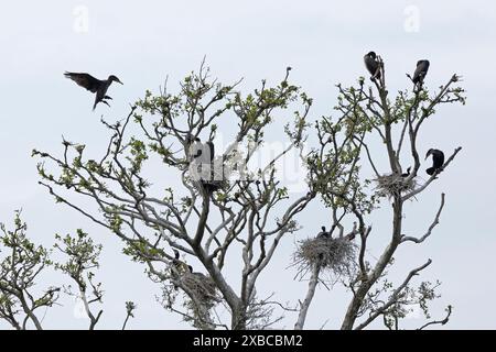 Colonie de cormorans, grand cormoran volant (Phalacrocorax carbo), nid, jeune, Geltinger Birk, Geltinger Bucht, Nieby, Schleswig-Holstein, Allemagne Banque D'Images