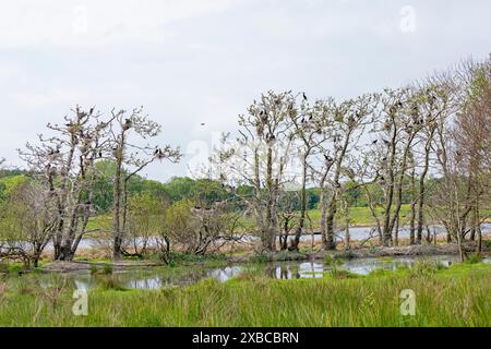 Colonie de cormorans, Geltinger Birk, Geltinger Bucht, Nieby, Schleswig-Holstein, Allemagne Banque D'Images