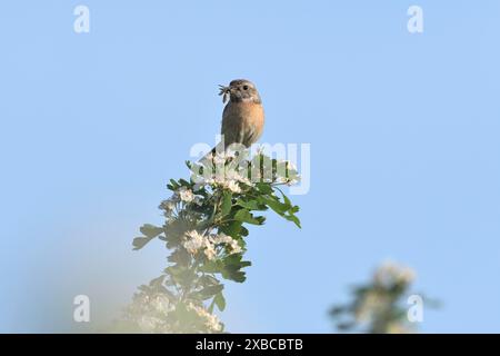 Stonechat (Saxicola torquata), femelle assise sur une branche fleurie avec un insecte dans son bec, Rhin inférieur, Rhénanie du Nord-Westphalie, Allemagne Banque D'Images