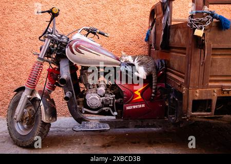 Un chat dort sur une moto dans la médina de Marrakech, Maroc Banque D'Images
