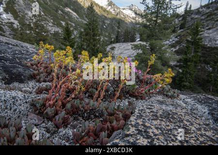 Le Stonecrop à feuilles larges (Sedum spathulifolium) fleurit dans la nature sauvage de Shasta Trinity dans les montagnes de Californie. Banque D'Images