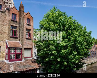 Bâtiment historique avec façade en briques et façade de fenêtre à côté d'un grand arbre vert sous un ciel bleu, Bruges, Flandre, Belgique Banque D'Images