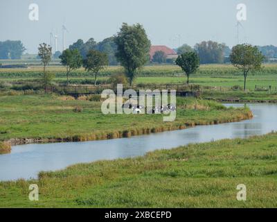 Vaches qui paissent sur une prairie verte près d'une rivière, éoliennes à l'horizon, Ditzum, rheiderland, basse-Saxe, Allemagne Banque D'Images