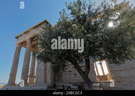 L'olivier sacré d'Athéna devant le temple d'Erechteion, façade ouest, Acropole, Athènes, Grèce Banque D'Images