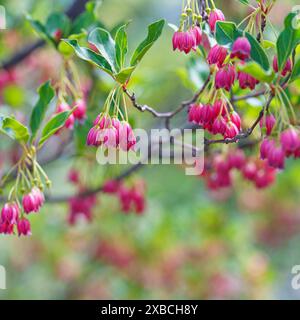 Lanterne enneigée Enkianthus au jardin botanique de la Nouvelle-Angleterre Banque D'Images