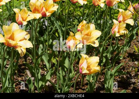 Tulipes (dame rougissante) au jardin botanique de la Nouvelle-Angleterre à Tower Hill Banque D'Images