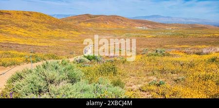 Randonneurs sur un sentier à travers une prairie de fleurs sauvages animée dans Antelope Valley, Californie avec des collines ondulantes en arrière-plan. Banque D'Images