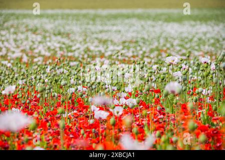 Papaver rhoeas et Papaver somniferum plantés ensemble en champ en république tchèque Banque D'Images