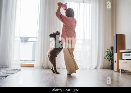 Petite fille jouant avec un chien Maltipoo brun moelleux dans une pièce lumineuse et ensoleillée. Fille tient le jouet en peluche et interagit avec le chien sautant créant joyeux et l Banque D'Images