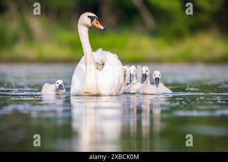 Mère cygne avec bébés cygnes dans la carrière de sable de Baraba près de Melnik, république tchèque au printemps Banque D'Images