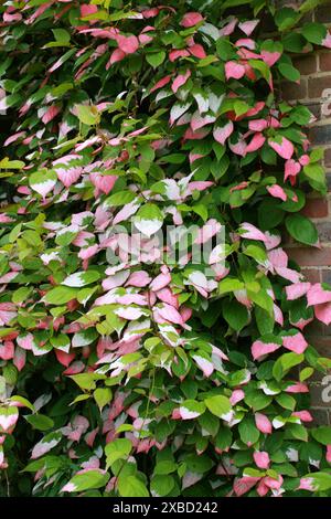 Actinidia, Actinidia kolomikta, Actinidiaceae. Extrême-Orient russe, Corée, Japon et Chine. Une espèce de vigne ligneuse dioïque à feuilles caduques. Banque D'Images