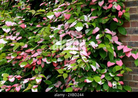 Actinidia, Actinidia kolomikta, Actinidiaceae. Extrême-Orient russe, Corée, Japon et Chine. Une espèce de vigne ligneuse dioïque à feuilles caduques. Banque D'Images