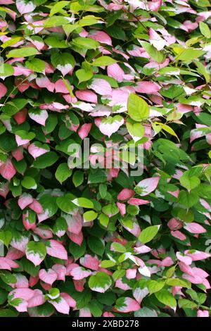 Actinidia, Actinidia kolomikta, Actinidiaceae. Extrême-Orient russe, Corée, Japon et Chine. Une espèce de vigne ligneuse dioïque à feuilles caduques. Banque D'Images