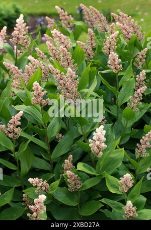 Treacleberry, Feathery faux lis de la Vallée, faux sceau de Salomon, Plume de Salomon ou faux Spikenard, Maianthemum racemosum, Asparagacées. Banque D'Images