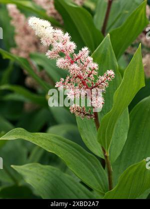 Treacleberry, Feathery faux lis de la Vallée, faux sceau de Salomon, Plume de Salomon ou faux Spikenard, Maianthemum racemosum, Asparagacées. Banque D'Images