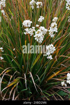 Fleur satinée de Nouvelle-Zélande, sirène enneigée, ou iris chilien, Libertia chilensis, Iridacées. Chili, Amérique du Sud. Libertia chilensis, Libertia formosa Banque D'Images