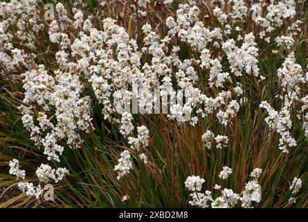 Fleur satinée de Nouvelle-Zélande, sirène enneigée, ou iris chilien, Libertia chilensis, Iridacées. Chili, Amérique du Sud. Libertia chilensis, Libertia formosa Banque D'Images