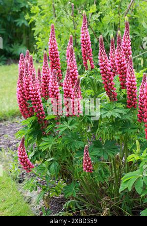 Une variété cultivée rouge du Lupine à grandes feuilles, du Lupine à grandes feuilles, du Lupine à plusieurs feuilles, du Lupine à pods bleus ou du Lupin des jardins, Fabaceae. Amérique du Nord. Banque D'Images